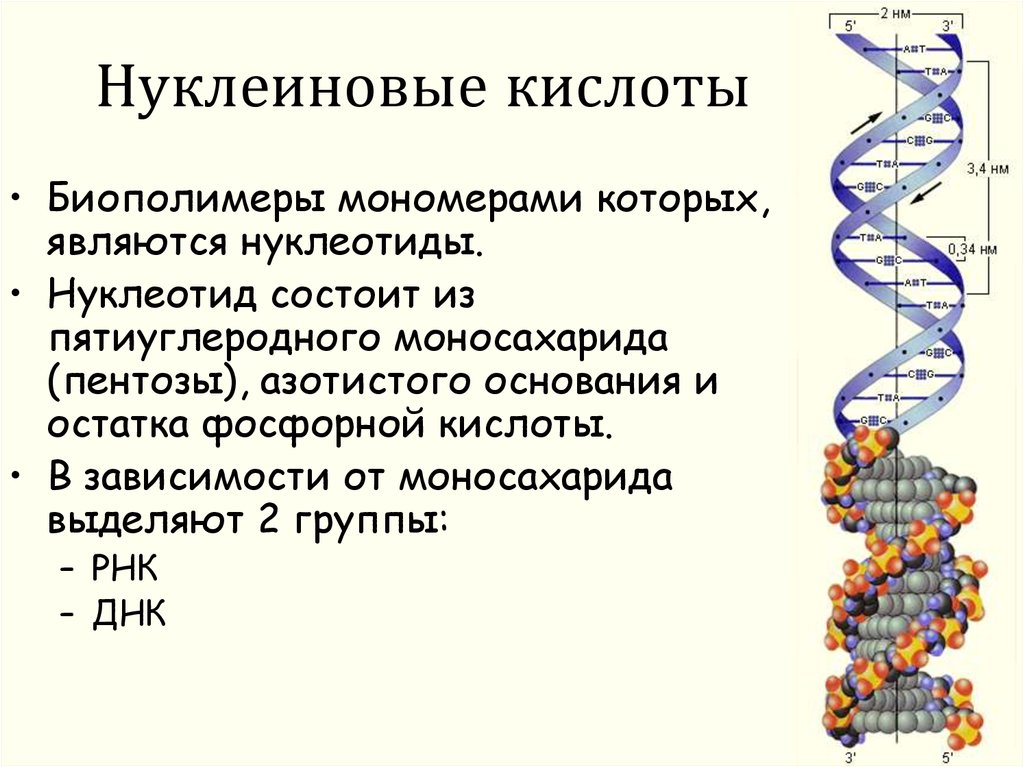 Соединение не являющееся биополимером. Биологические полимеры нуклеиновые кислоты. Нуклеиновые кислоты это биополимеры. Нуклеиновые кислоты ДНК. Дезоклеиновая кислота.