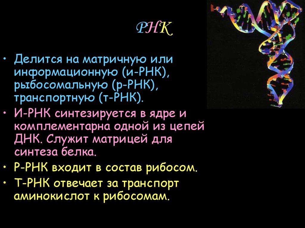 Матрица для синтеза РНК. Что служит матрицей для синтеза информационной РНК. РНК служит матрицей для синтеза ТРНК. Что является матрицей для синтеза РНК.
