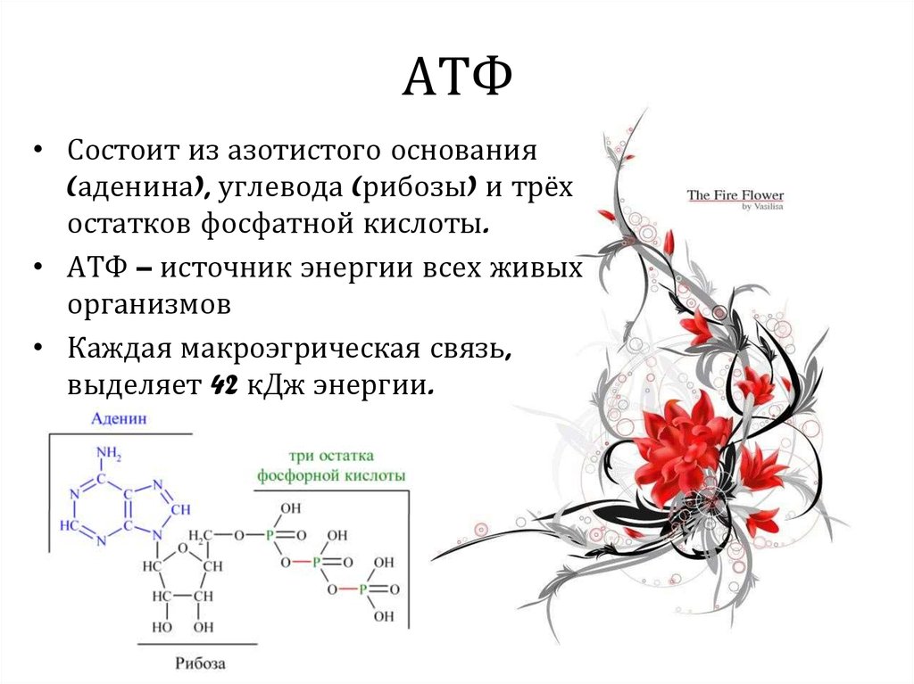 Характерные признаки атф. Описание строения АТФ. Строение молекулы АТФ. Характеристика АТФ биология. АТФ это в биологии схема.