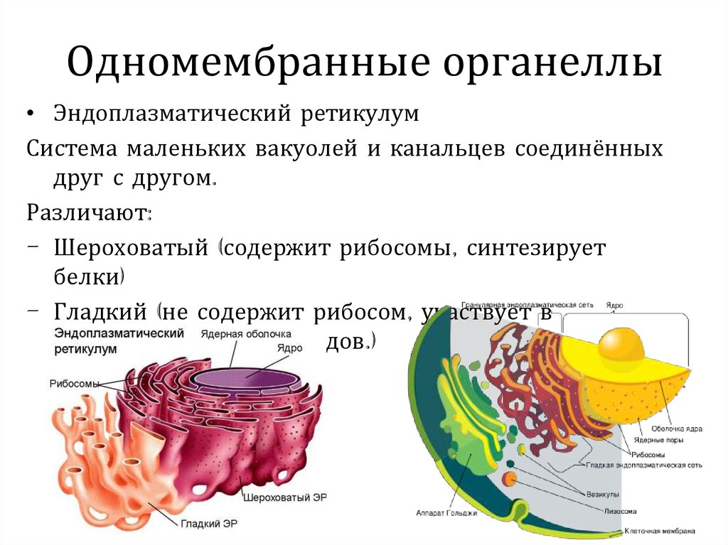 Какие немембранные органоиды могут связываться с эпс. Одномембранные органоиды строение. Одномембранные органоиды клетки. Их структура. Одномембранные органоиды клетки функции. Одномембранные органоиды рисунок и функции.
