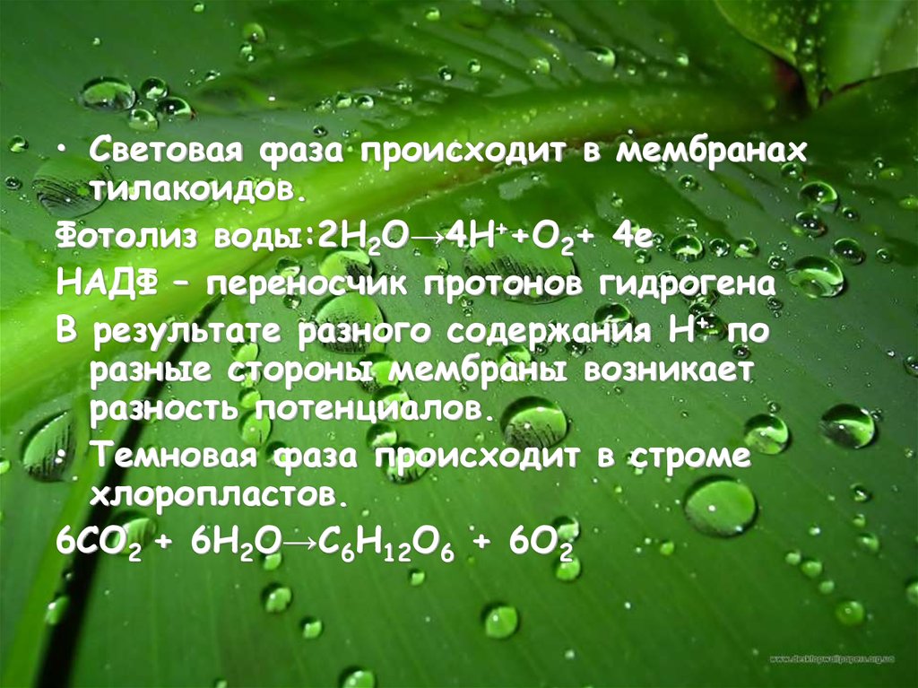 Что происходит без воды. Фотолиз воды это в биологии. +Фотолиз воды гифка. Что осуществляет фотолиз воды в хлоропласте. Протоны в тилакоиде.