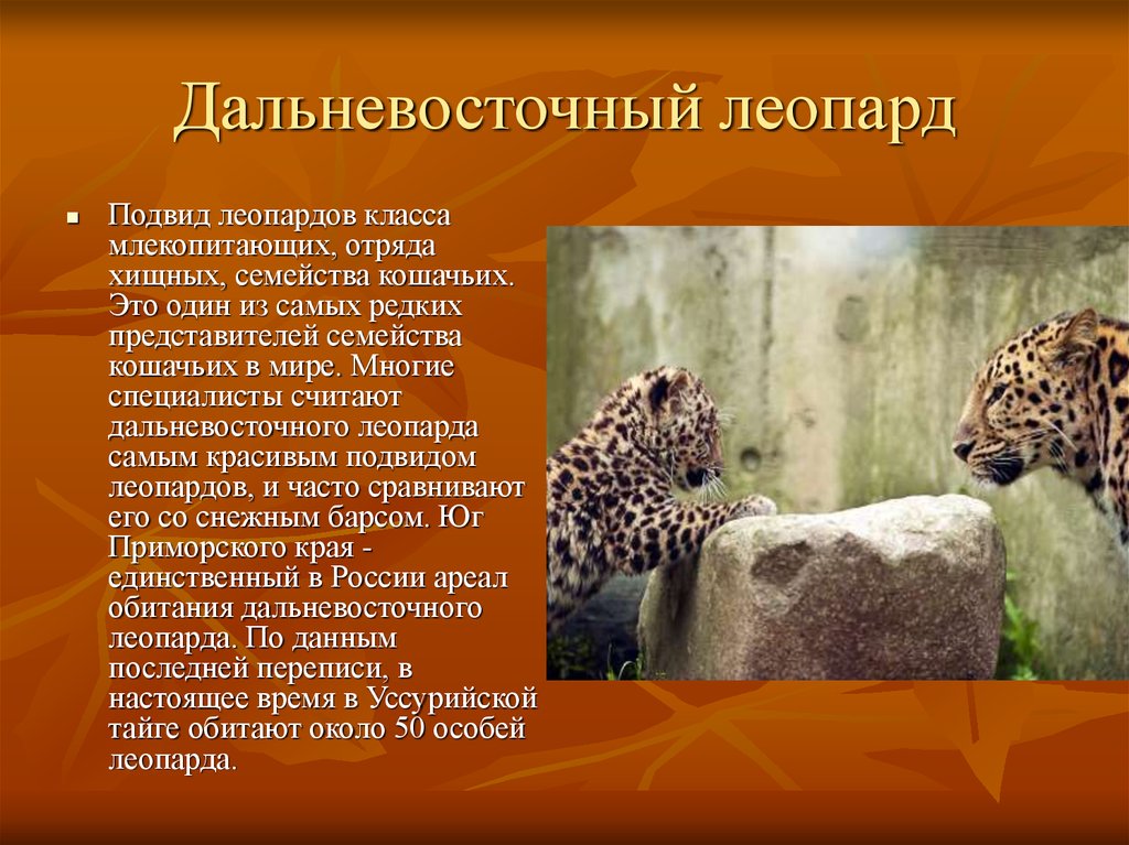 Редкие животные Крыма на грани исчезновения | qwkrtezzz.ru
