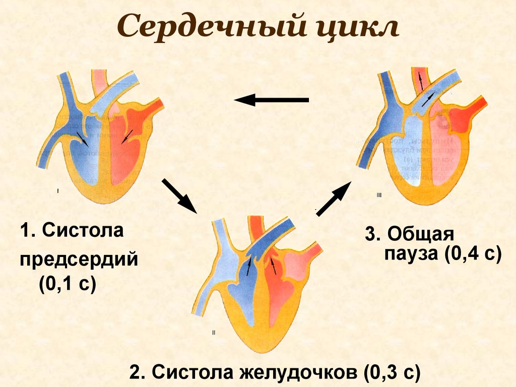 Сокращение предсердий в сердечном цикле. Фазы работы сердца схема. Фазы сердечного цикла схема. Сердечный цикл систола и диастола. Составьте схему иллюстрирующую сердечный цикл.
