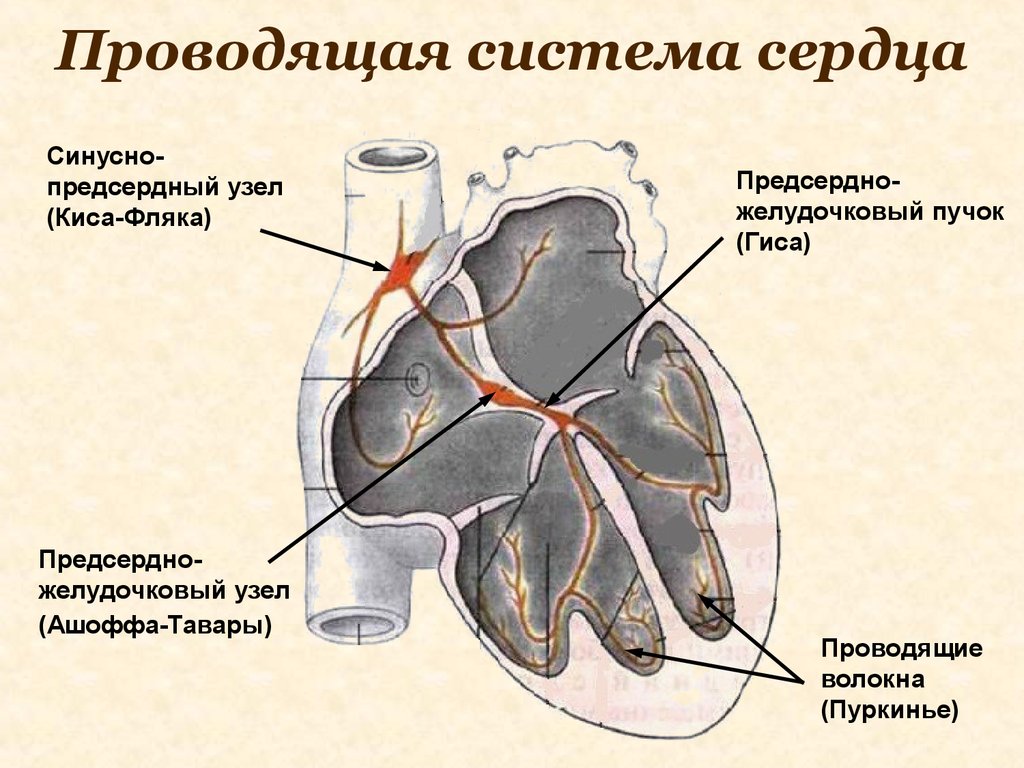 Местоположение проводящий. Проводящая система сердца предсердно желудочковый узел. Синусно-предсердный узел (киса-Флека). Проводящая система сердца схема. Синусно-предсердный узел проводящей системы сердца.