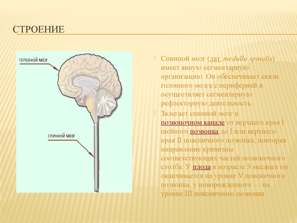 Строение спинного и головного мозга