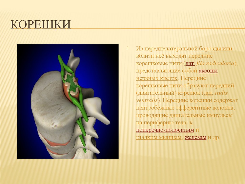 Чем образованы корешки