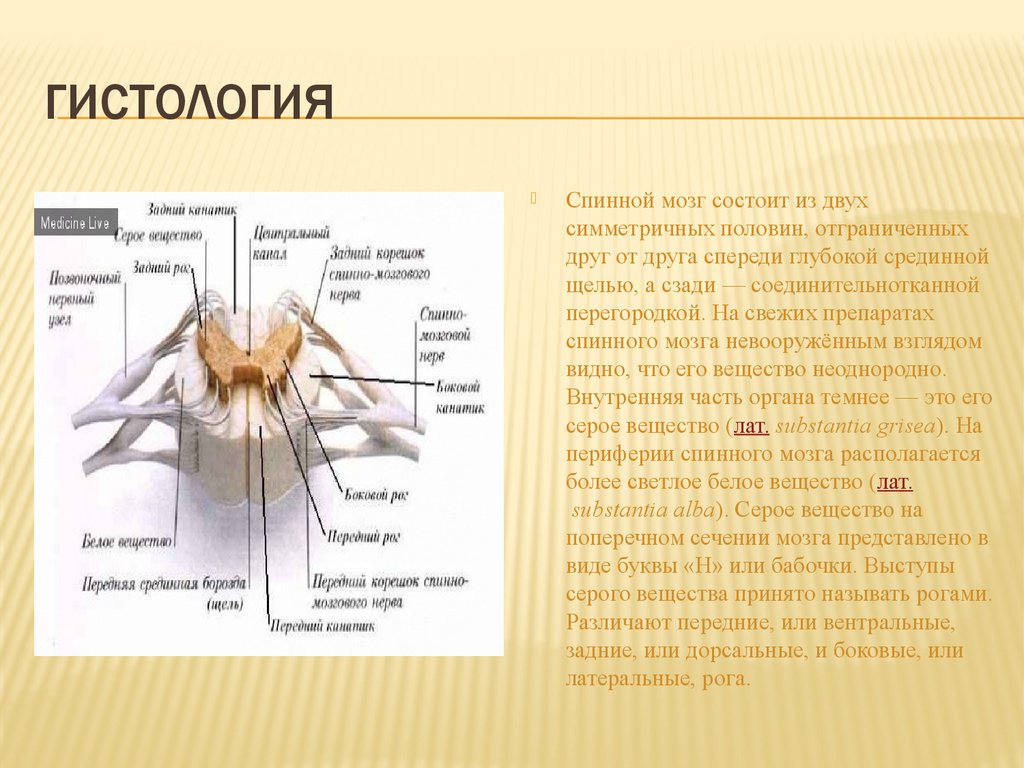 Спинной мозг гистология рисунок