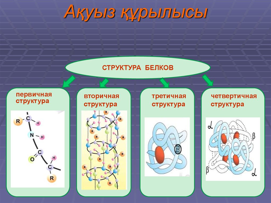 Белоктардың алмасуы презентация