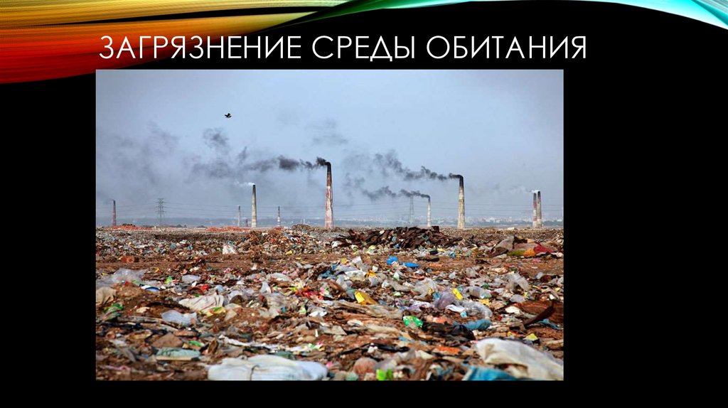 Виды загрязнения среды обитания. Загрязнение среда животного обитания. Животные в загрязненной среде. Загрязнение гидросферы. Животные аляски.