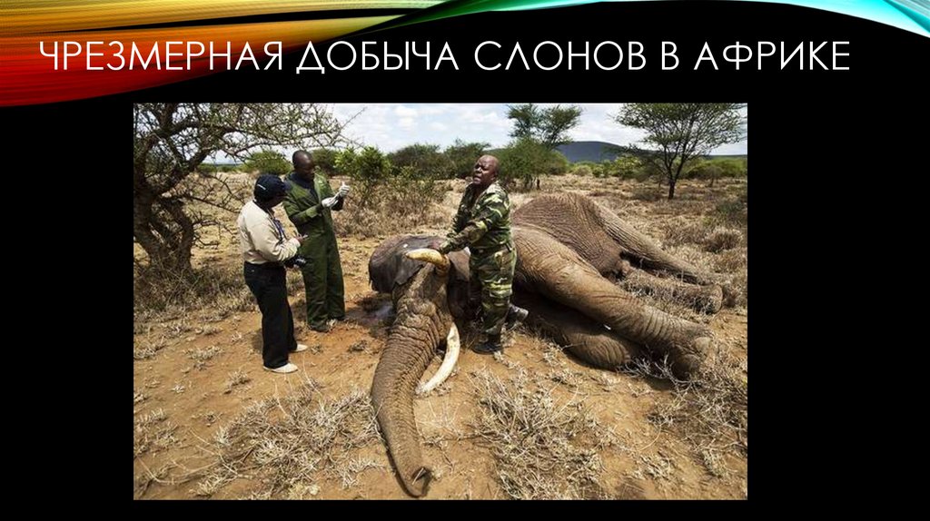Чрезмерная добыча слонов в африке