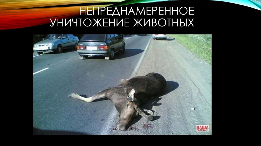 Непреднамеренное уничтожение животных