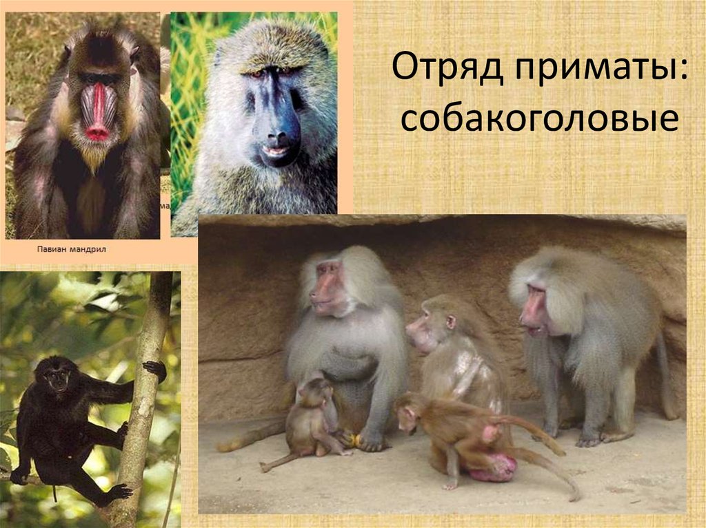 Общие черты приматов. Приматы отряды млекопитающих. Класс млекопитающие отряд приматы. Отряд приматные. Многообразие млекопитающих. Приматы.