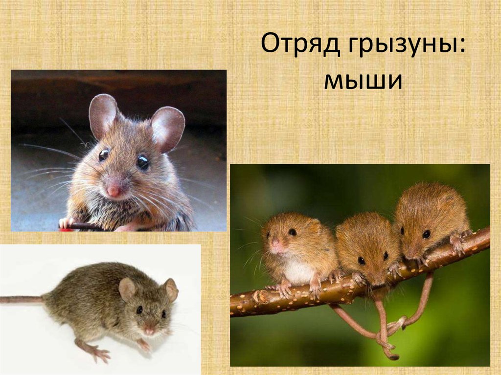 Домовая мышь презентация