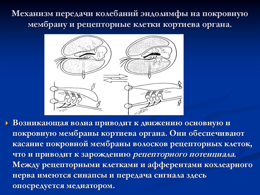 Что воспримут изображенные на рисунке рецепторные клетки кортиева органа 1 звук 2 свет