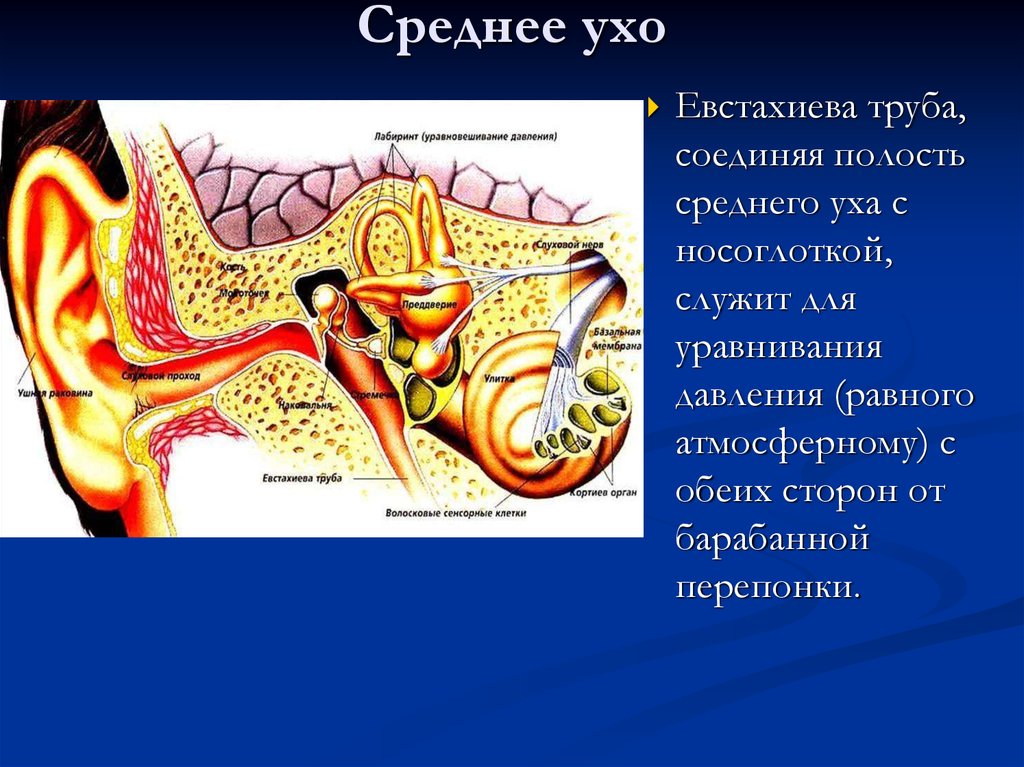 Внутреннее ухо давление. Слуховая евстахиева труба соединяет. Евстахиевы трубы и внутреннее ухо. Евстахиева труба соединяет среднее ухо с. Строение уха евстахиева труба.