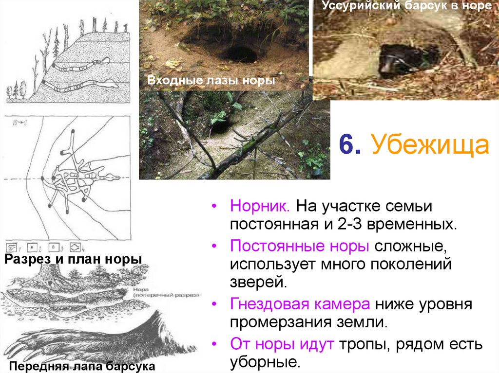 Норы сусликов схема