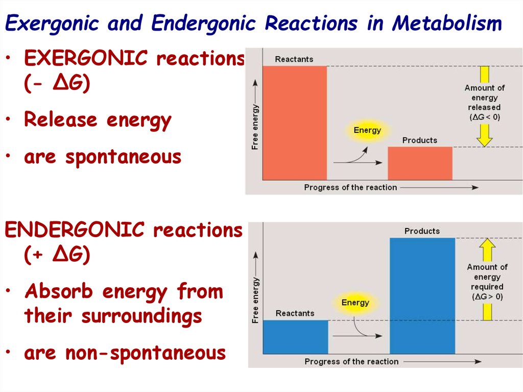 Exergonic and Endergonic Reactions in Metabolism