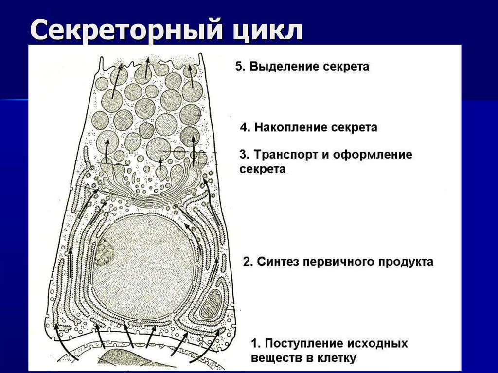 Секреция железистого эпителия. Секреторный цикл железистого эпителия. Секреторные эпителиоциты. Фазы секреторного цикла. Секреторный цикл схема.