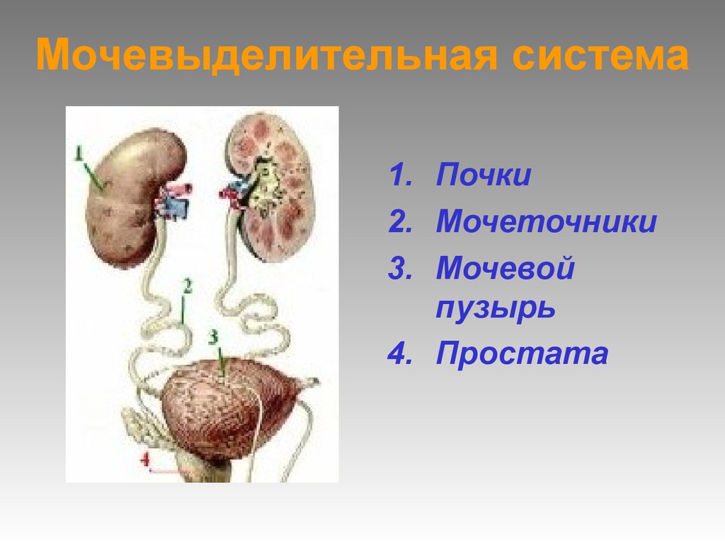 Исследование мочевой системы у животных презентация