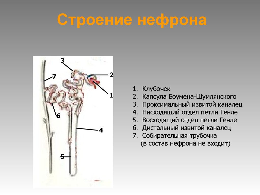 Отметь нужные термины и подпиши рисунок