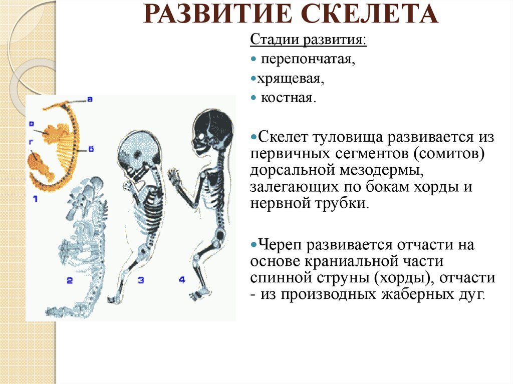 Эволюция скелета начиная с призыва богиней 10