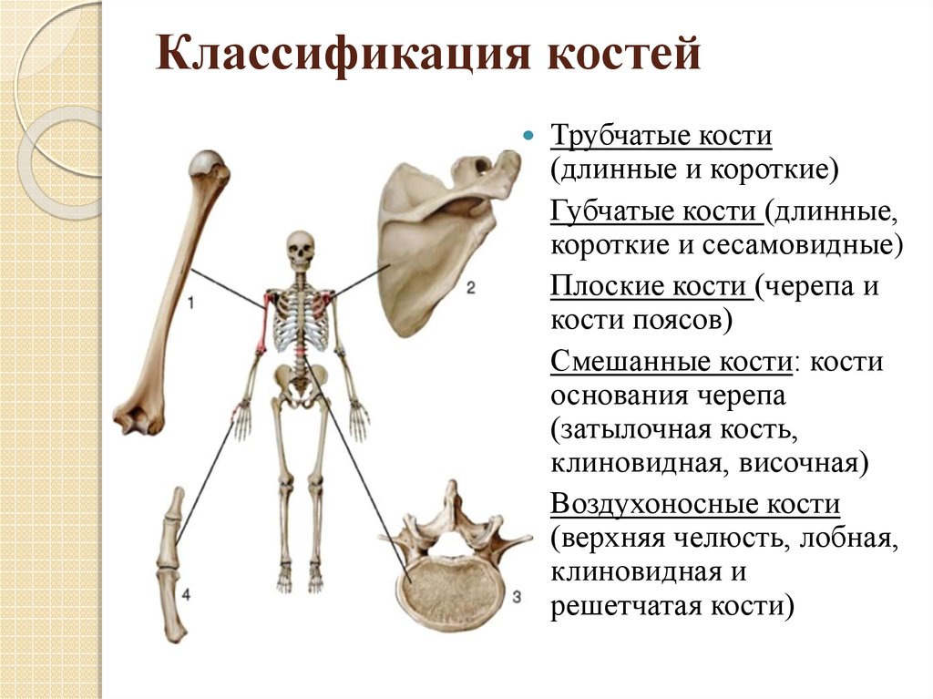 Какие функции выполняют трубчатые кости. Трубчатые губчатые плоские кости. Кости человека трубчатые губчатые плоские смешанные. Классификация костей анатомия трубчатые. Кости трубчатые губчатые плоские и смешанные классификация.