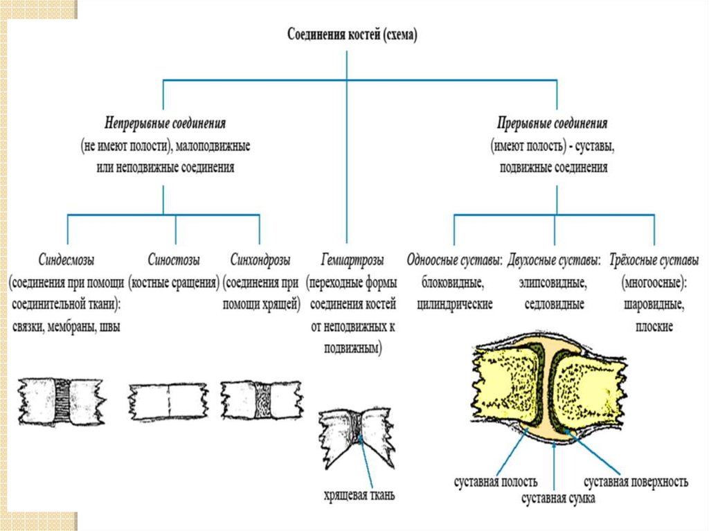 Кости позвоночника тип соединения. Схема непрерывных соединений костей. Классификация соединений костей анатомия. Переходная форма соединения костей. Классификация соединений костей. Непрерывные соединения костей..