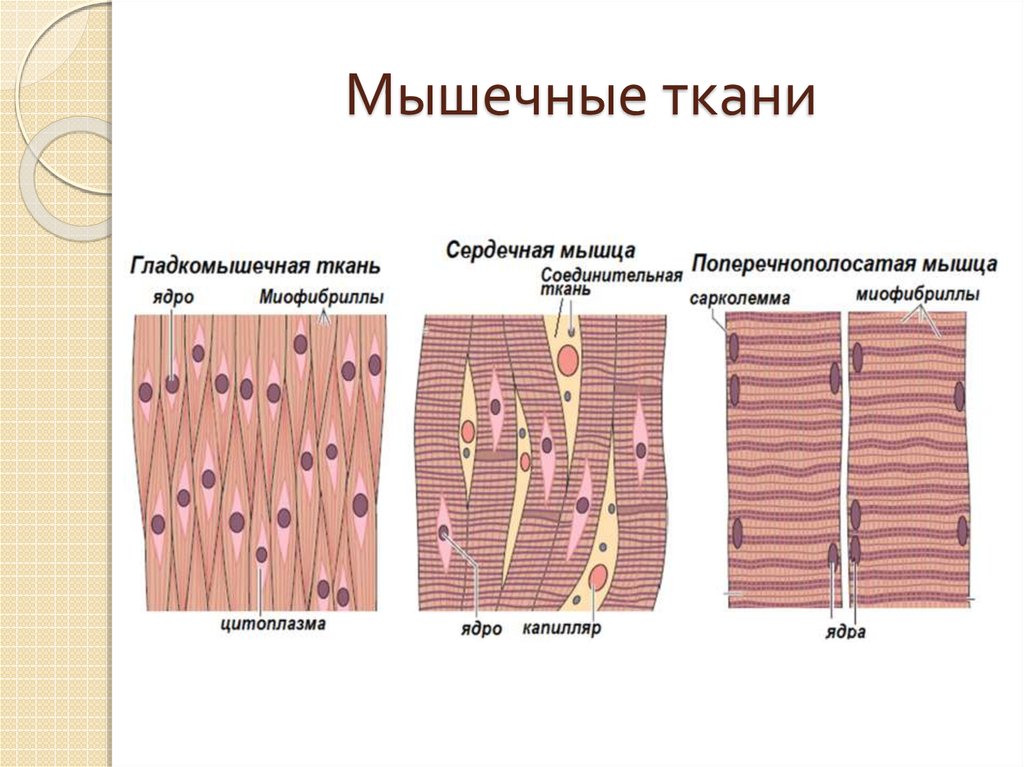 В поперечнополосатой мышечной ткани клетки какие. Схема строения мышечной ткани. Строение гладкой мышечной ткани рисунок. Схема строения гладкой мышечной ткани. Структура ткани мышечной ткани.
