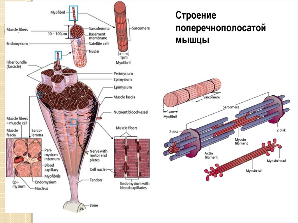 Схема строения поперечно полосатого мышечного волокна