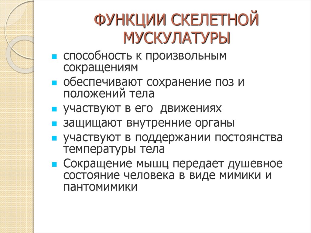 Функции скелетных мышц