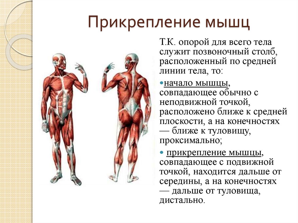Главная функция мышцы. Мышцы туловища спереди название мышц и функции. Прикрепление мышц. Мышцы туловища начало прикрепление. Анатомические особенности мышц.