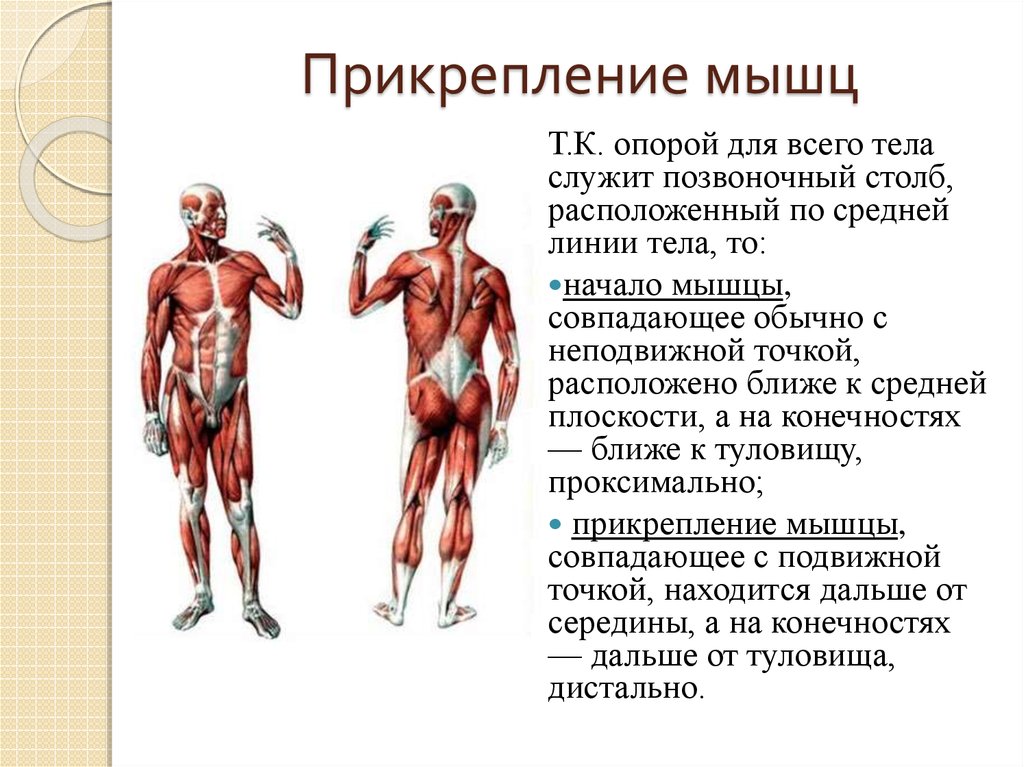 Функции туловища. Мышцы туловища спереди название мышц и функции. Прикрепление мышц. Мышцы их прикрепление и функции. Мышцы туловища начало прикрепление.