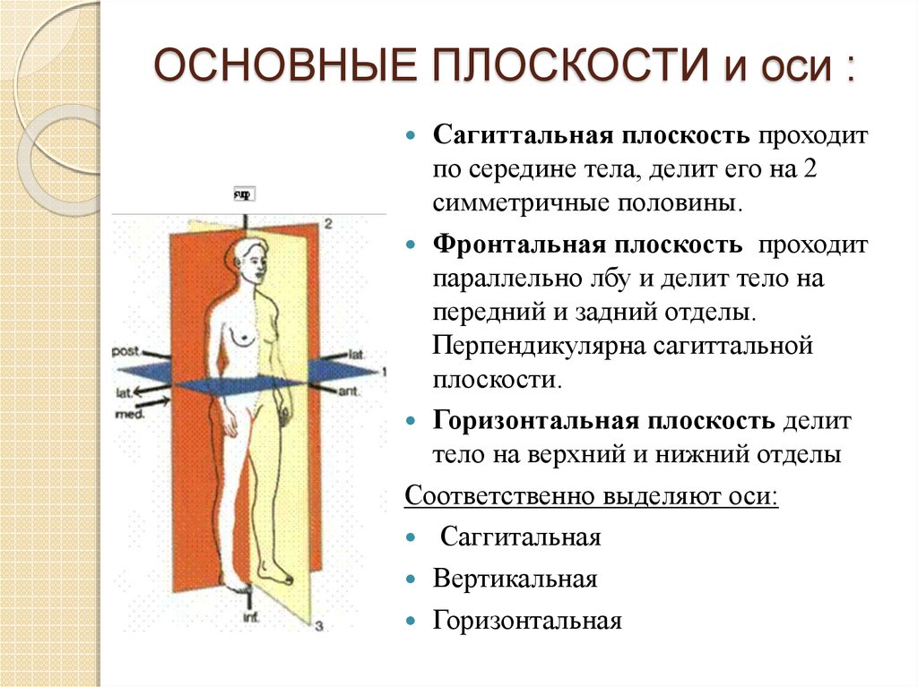 Плоскости оси вращения. Горизонтальная плоскость в анатомии. Парамедианная сагиттальная плоскость. Сагиттальная ось в анатомии. Сагиттальная вертикальная горизонтальная плоскости.