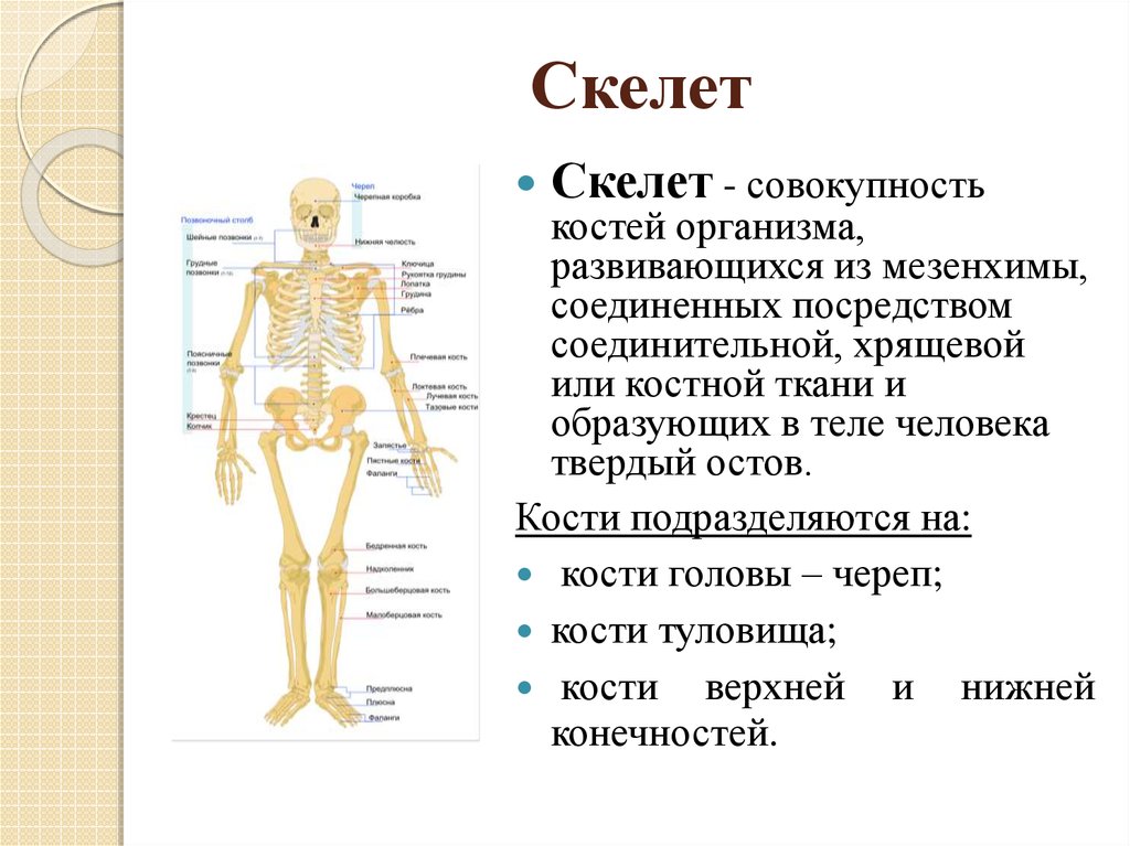 Какой скелет у костных. Кости скелета образованы соединительной тканью. Ткань составляющая основу скелета. Кости скелета образует костная ткань. Соединительная ткань образует скелет.