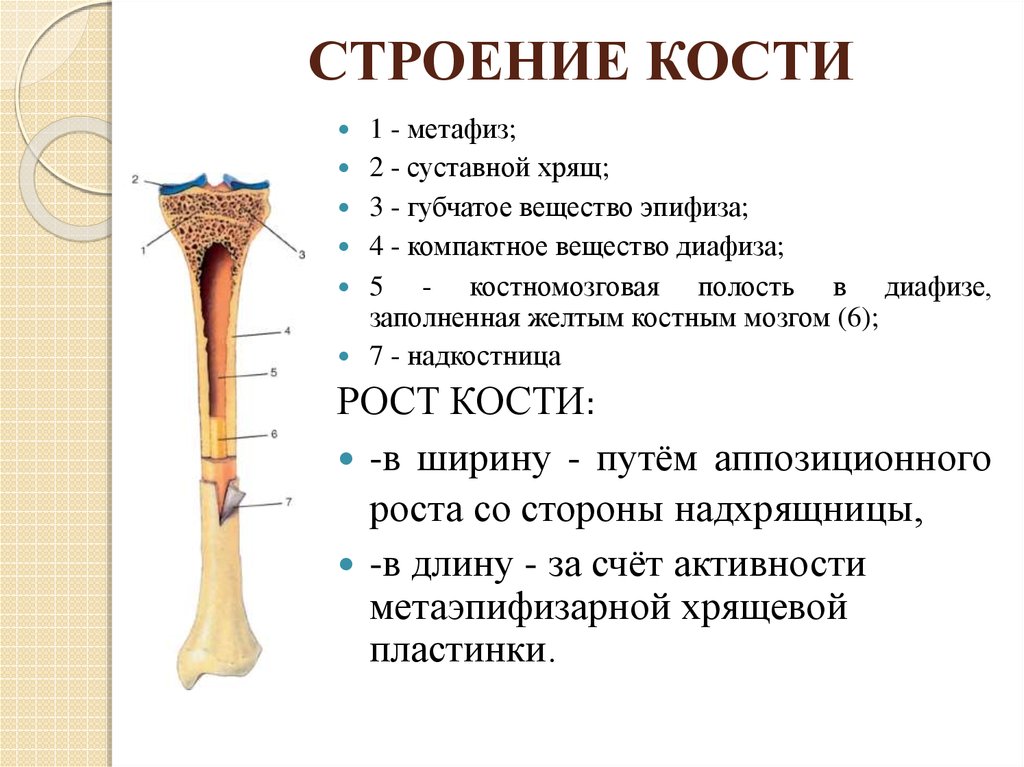 Назовите длинные кости. Кость строение метафиз. Структура костей анатомия. Внешнее и внутреннее строение кости. Строение трубчатой кости биология.