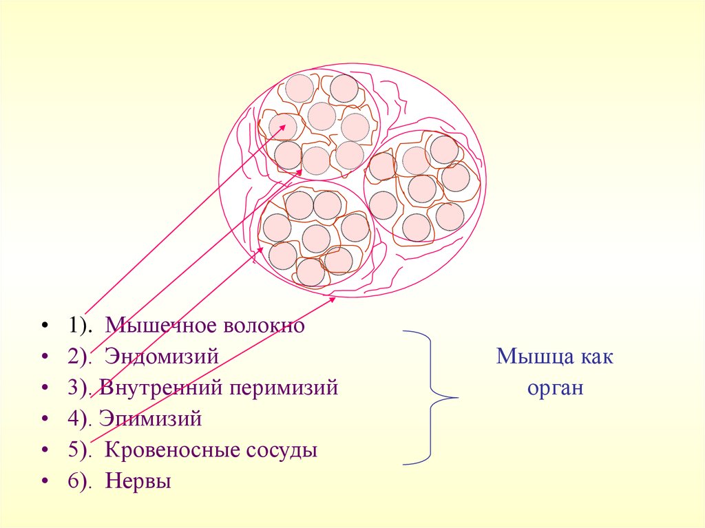 Мышечное волокно это. Эндомизий перимизий эпимизий. Строение мышцы эндомизий перимизий эпимизий. В мышце перимизий эндомизий. Эндомизий мышечного волокна.