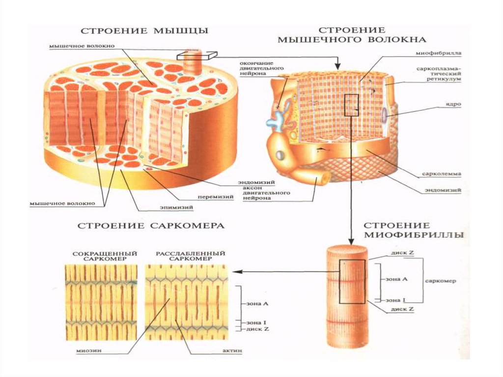 Рисунок строение мышечного волокна