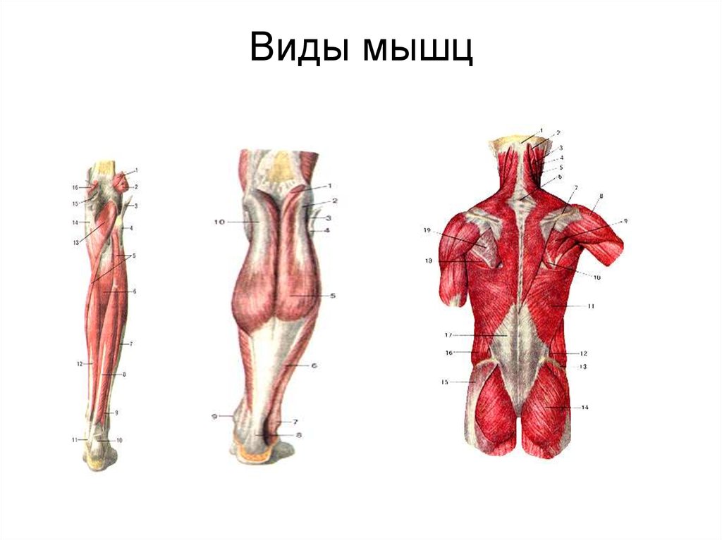 Мышцы виды. Типы мышц. Типы мышц спорт. Миология животных. Мышечные блоки в. Мышца в виде песочных часов.