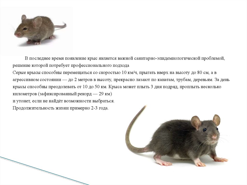 Какой тип развития характерен для серой крысы. Описание крысы. Рассказ про крысу. Рассказ о домашних крысах. Крысы домашние питомцы.