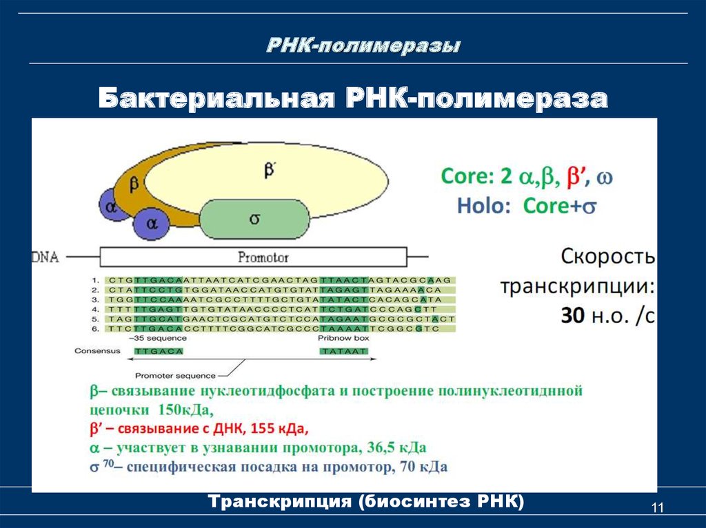 Промотор рнк полимеразы 3. Функции субъединиц РНК-полимеразы. Структура холофермента РНК полимеразы. Прокариотическая РНК полимераза. Строение РНК полимеразы у эукариот.