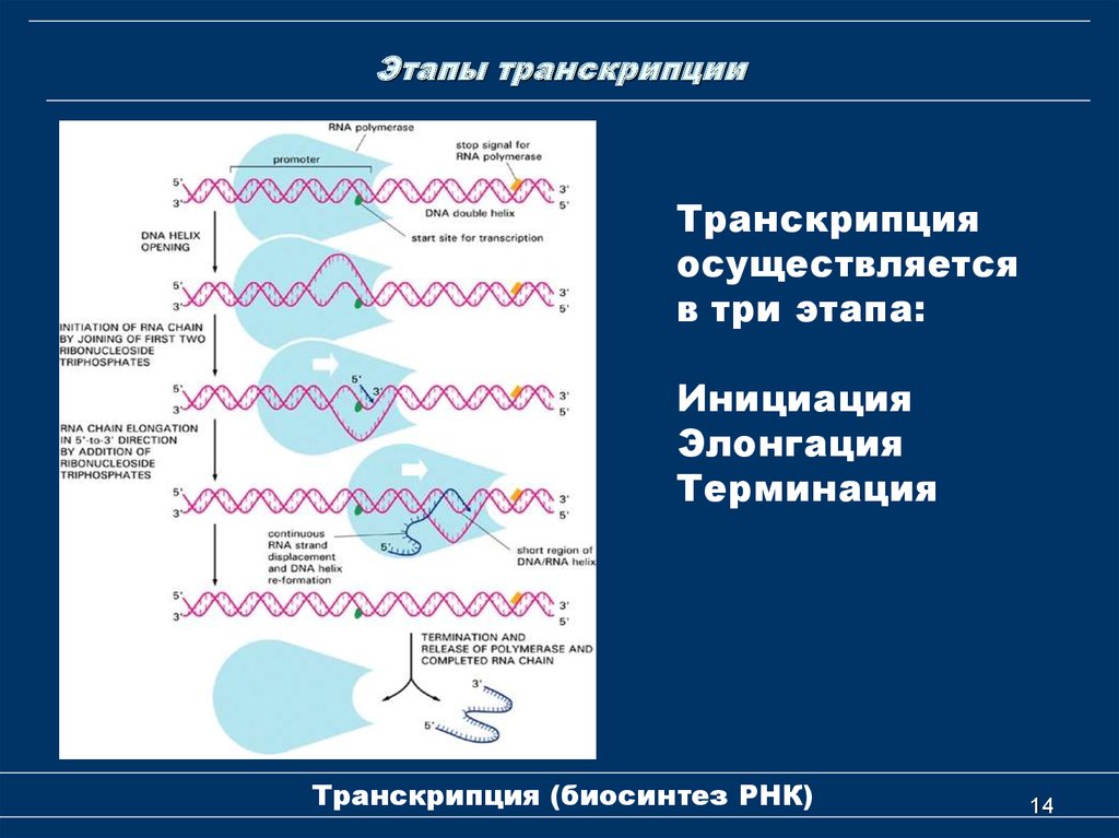 Установите последовательность этапов транскрипции присоединение. Механизм транскрипции ДНК. Инициация транскрипции биохимия. Схема инициация транскрипции биохимия. Транскрипция РНК этапы биохимия.