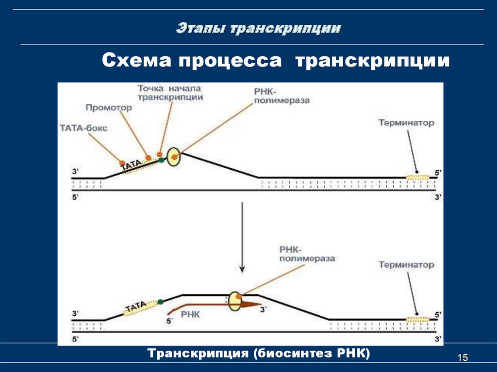 Общая схема транскрипции