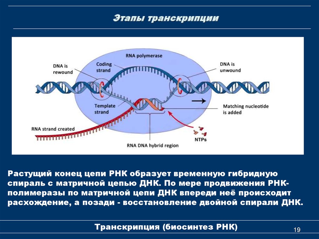 Днк участвует в биосинтезе рнк. Этапы транскрипции схема. Транскрипция ДНК этапы. Транскрипция РНК этапы биохимия. Первый этап транскрипции биохимия.