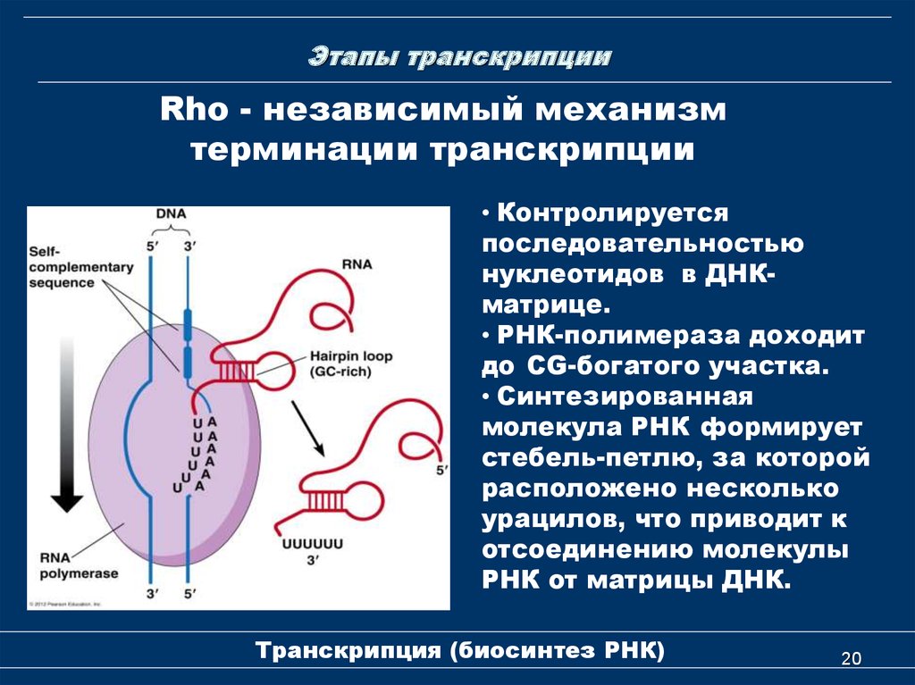 Действие транскрипция