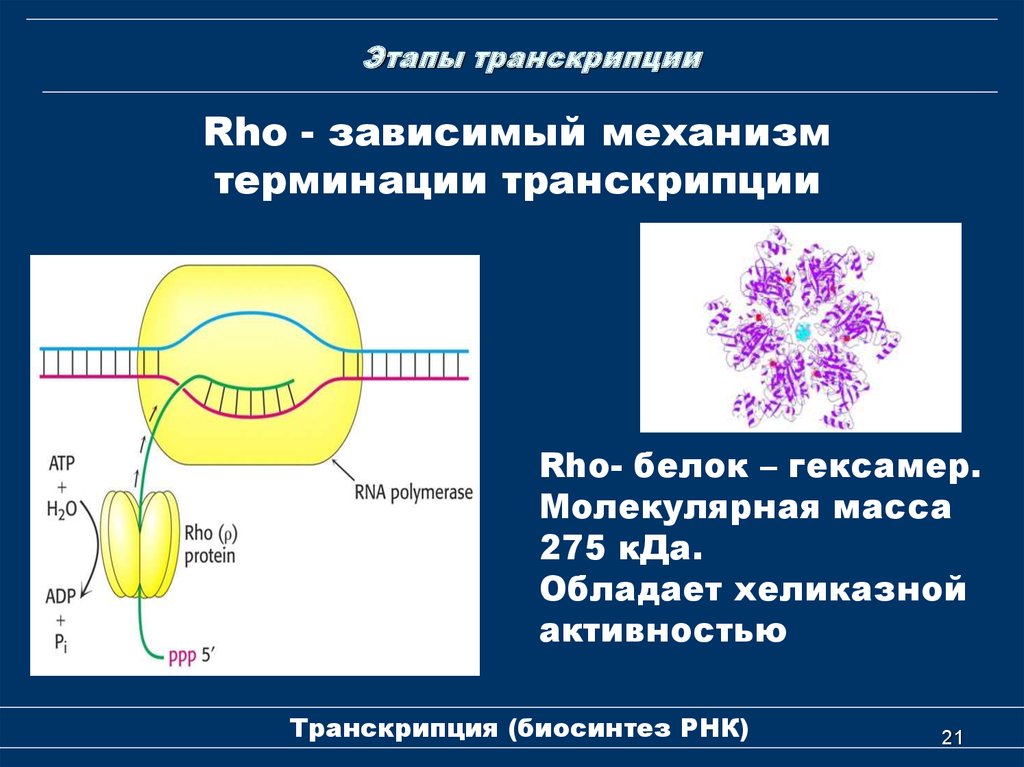 Биосинтез белка роль рнк. Механизмы терминации транскрипции. Транскрипция РНК этапы биохимия. Молекулярный механизм транскрипции биохимия. Биосинтез РНК транскрипция этапы.