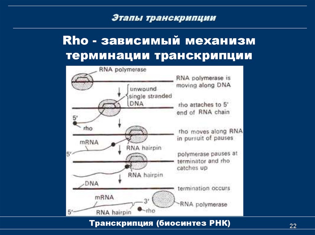 Механизм транскрипции. Биосинтез РНК транскрипция этапы. Основные этапы процесса транскрипции. Этапы транскрипции кратко. Механизмы терминации транскрипции.