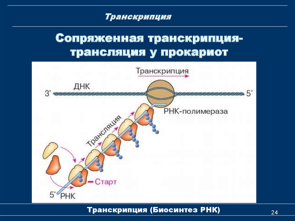 Транскрипция трансляция биосинтез. Биосинтез белка репликация транскрипция трансляция. Транскрипция и трансляция в биологии. Транскрипция и трансляция РНК. Сопряженная транскрипция-трансляция.