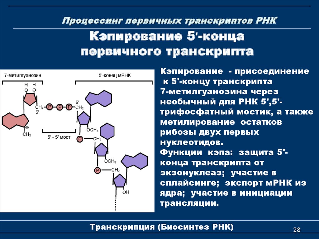 Для рнк характерно. Кэпирование Полиаденилирование сплайсинг. Кэпирование это биохимия. Кэпирование РНК. Процессинг первичных транскриптов РНК.