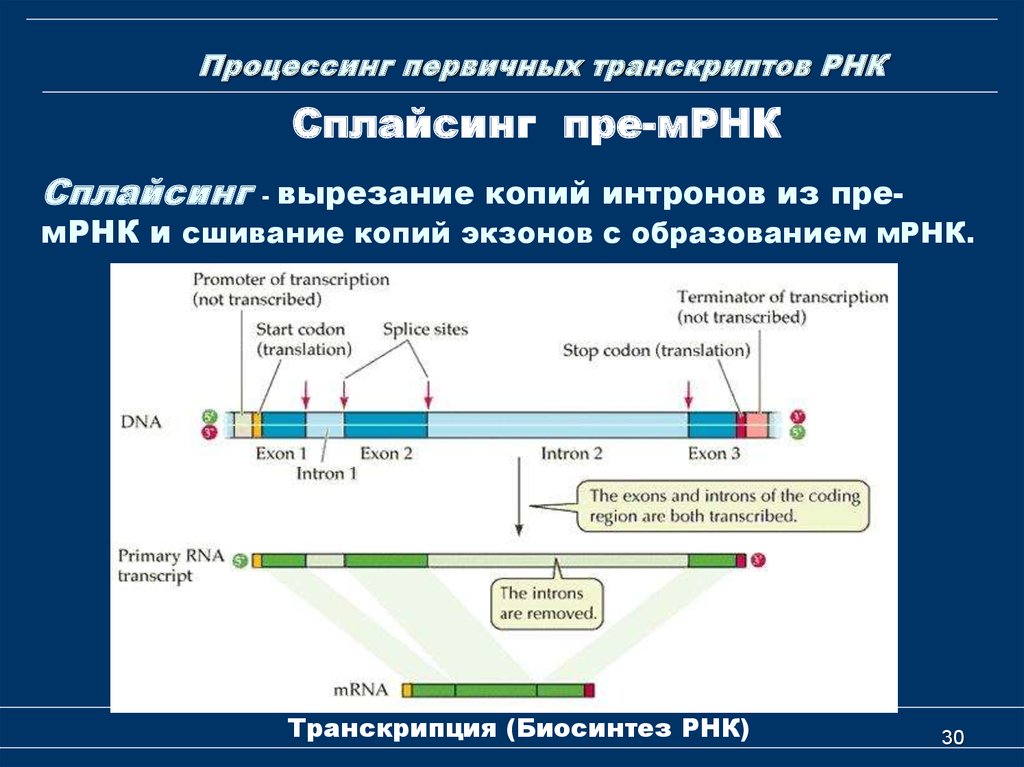 Формирование рнк. Процессинг РНК схема. Процессинг и сплайсинг в биологии. Сплайсинг РНК кратко. Процессинг первичных транскриптов РНК.