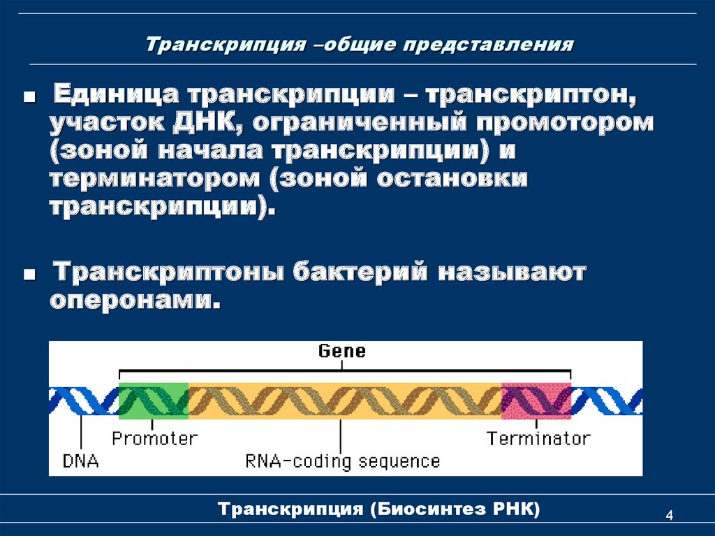 Комплексные представления. Транскриптон единица транскрипции. Транскрипция РНК биохимия. Транскрипция молекулярная биология. Принципы транскрипции биохимия.